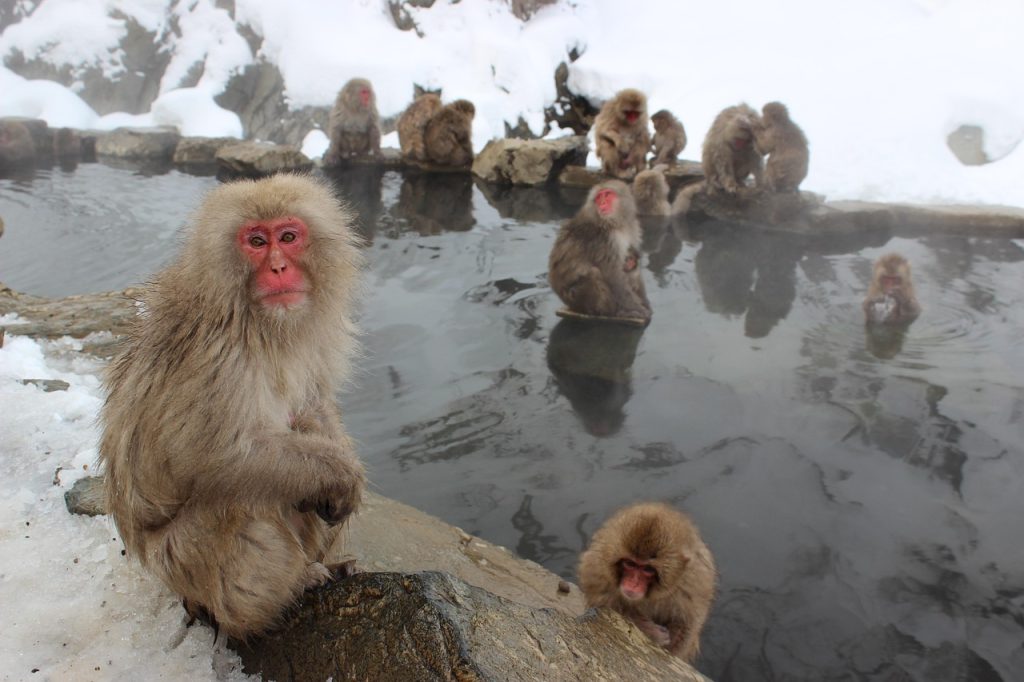 snow monkeys, macaque, japanese, jigokudani, primate, snow, japan, wildlife, monkey, onsen, thermal, bathing, spa, mammal, animal, outdoor, winter, hot, bath, cute, nature, spring, water, wild, troop, gray water, gray animals, gray snow, gray spa, japan, monkey, monkey, monkey, monkey, monkey, onsen, onsen, spa