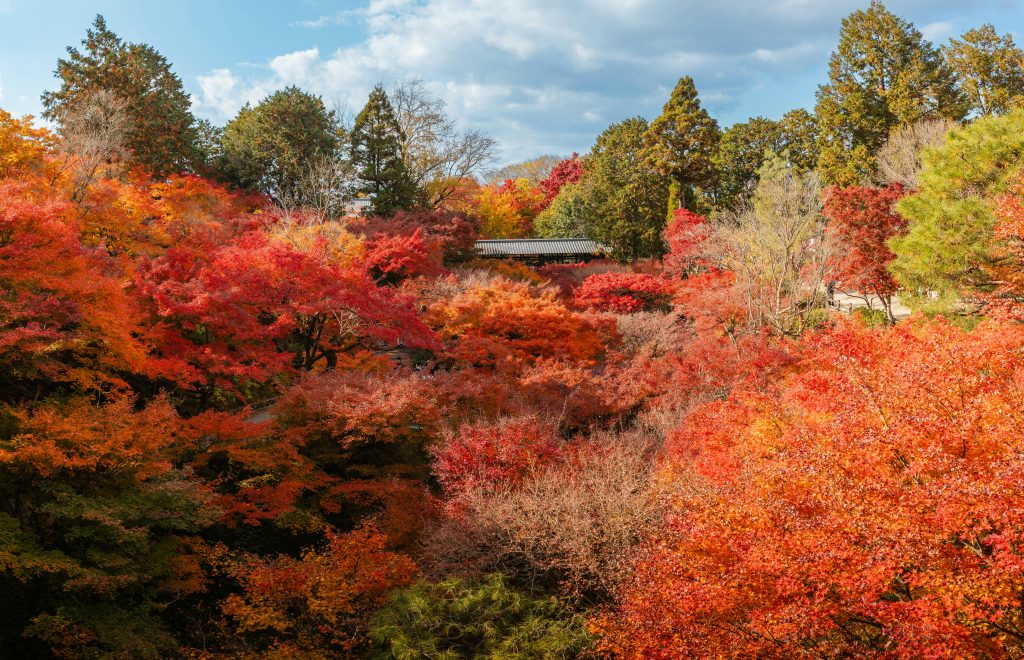 Stunning view of autumn foliage with vibrant red and orange leaves in a tranquil Japanese garden setting.